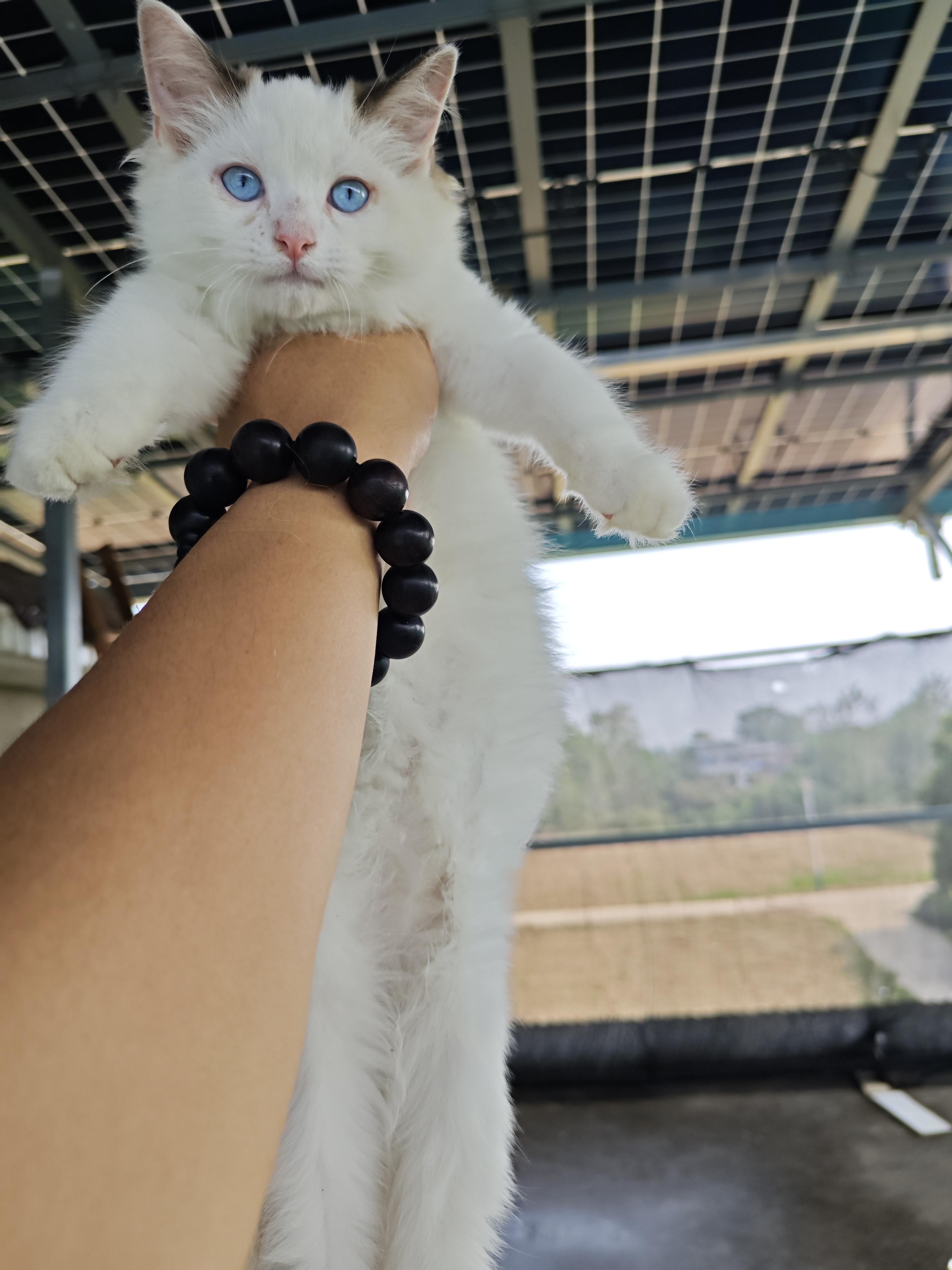 海双布偶妹妹一只，已经打了两针疫苗，活泼可爱，能吃能喝啦～